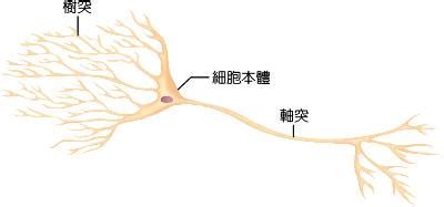 神經細胞形狀|神經細胞